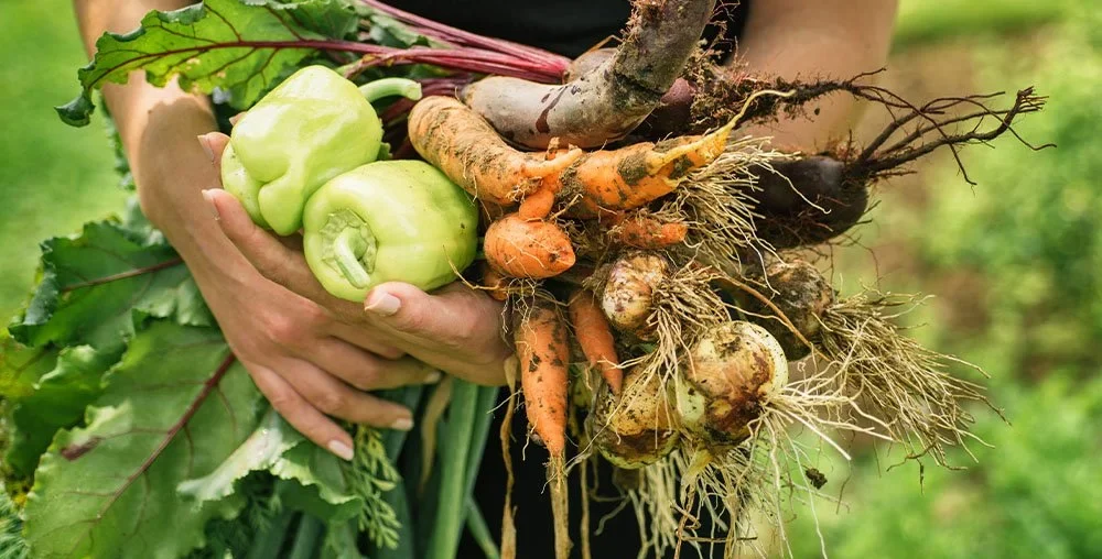 Organic farms avoid toxic inputs, improve soil health, grow clean, sustainable food that supports nature.
