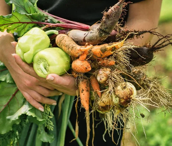 Organic farms avoid toxic inputs, improve soil health, grow clean, sustainable food that supports nature.
