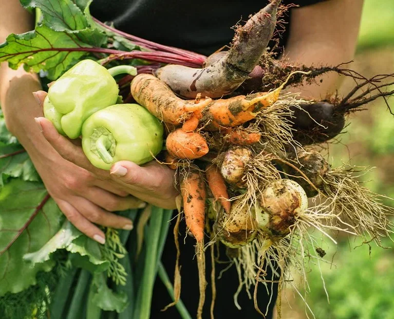 Organic farms avoid toxic inputs, improve soil health, grow clean, sustainable food that supports nature.