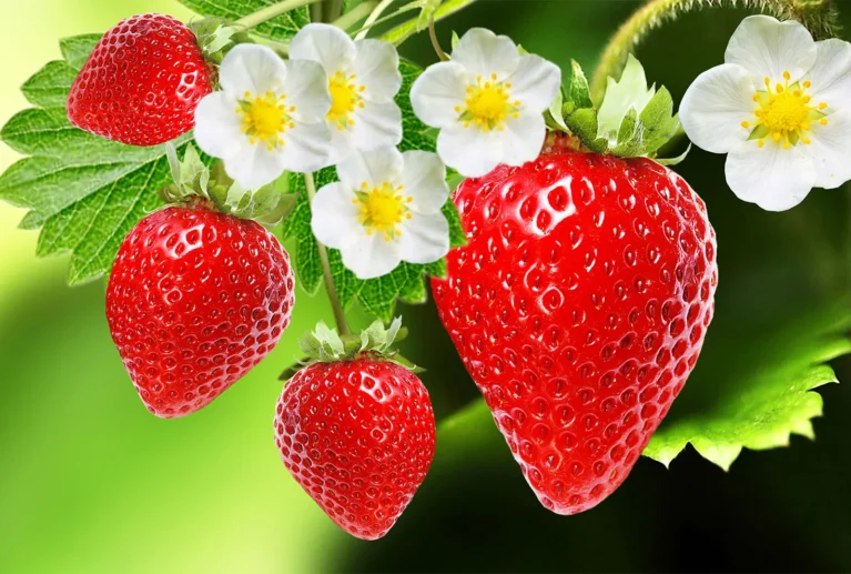 We grow a wide variety of strawberry that are grown exclusively for Pick-Your-Own between November and May. We pride ourselves on the quality of our products, which is “as fresh as…