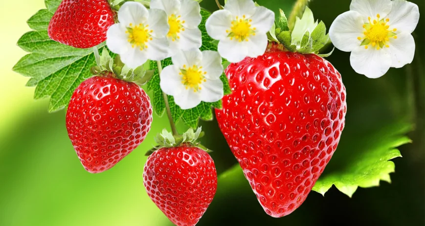 We grow a wide variety of strawberry that are grown exclusively for Pick-Your-Own between November and May. We pride ourselves on the quality of our products, which is “as fresh as…