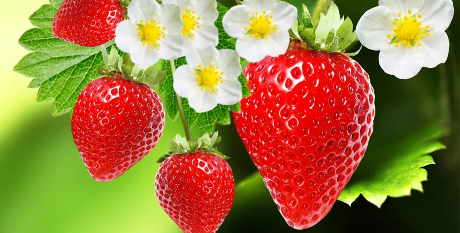 We grow a wide variety of strawberry that are grown exclusively for Pick-Your-Own between November and May. We pride ourselves on the quality of our products, which is “as fresh as…