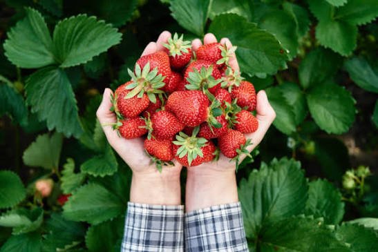 We grow a wide variety of strawberry that are grown exclusively for Pick-Your-Own between November and May. We pride ourselves on the quality of our products, which is “as fresh as…