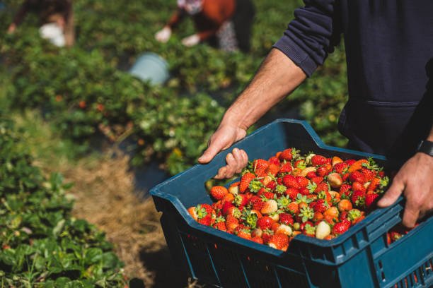 The strawberry harvesting season runs from November to April, with peak quality and sweetness occurring between December and February.