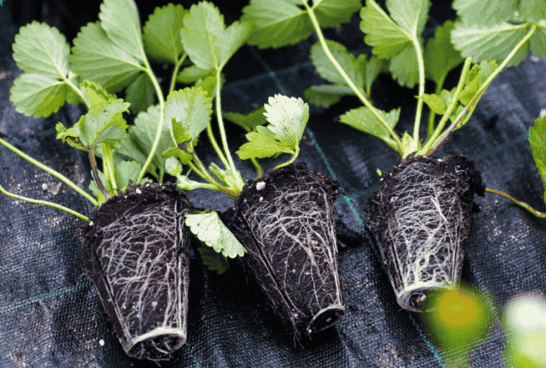 Farm-grown crops carefully nurtured for quality, flavor, and freshness. Choose from our seasonal produce, harvested with care and brought straight from our farm to you.