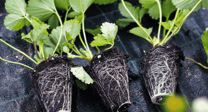 Farm-grown crops carefully nurtured for quality, flavor, and freshness. Choose from our seasonal produce, harvested with care and brought straight from our farm to you.