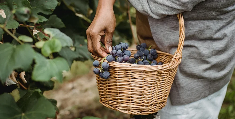 Blueberry Picking