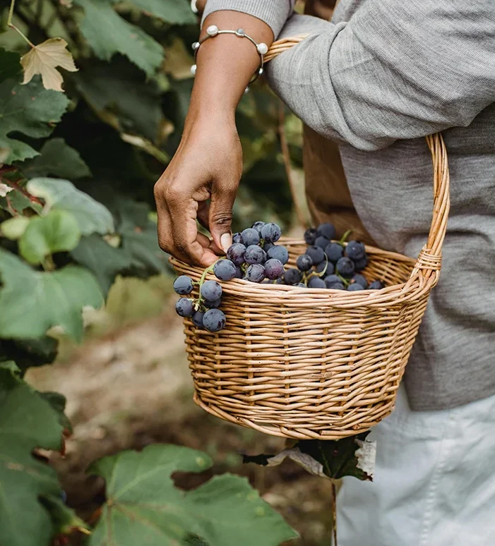 Blueberry harvesting