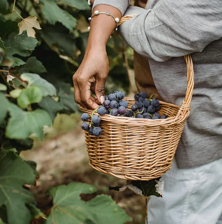 Blueberry harvesting