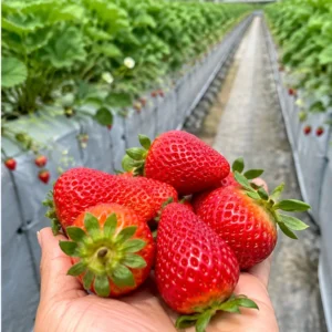 Strawberry Harvesting