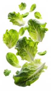 Lettuce