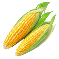 Sweet Corn
