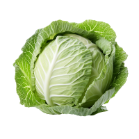 Cabbage