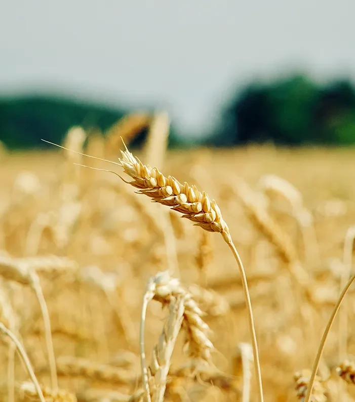 Wheat harvesting is the process of gathering mature wheat crops when grain moisture drops to 13-15%.