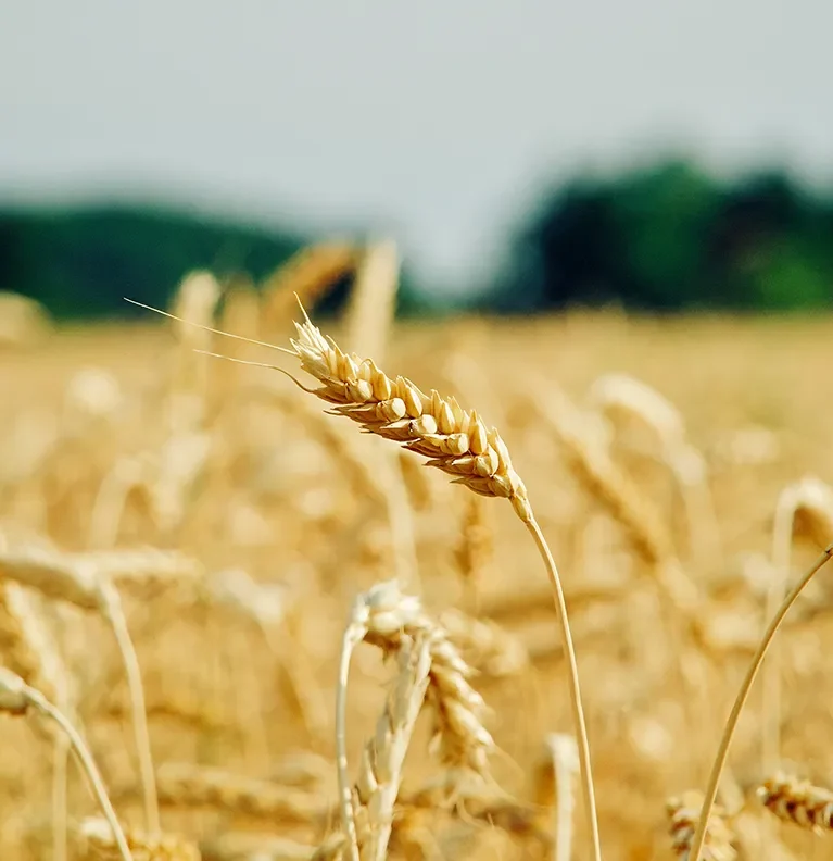 Wheat harvesting is the process of gathering mature wheat crops when grain moisture drops to 13-15%.
