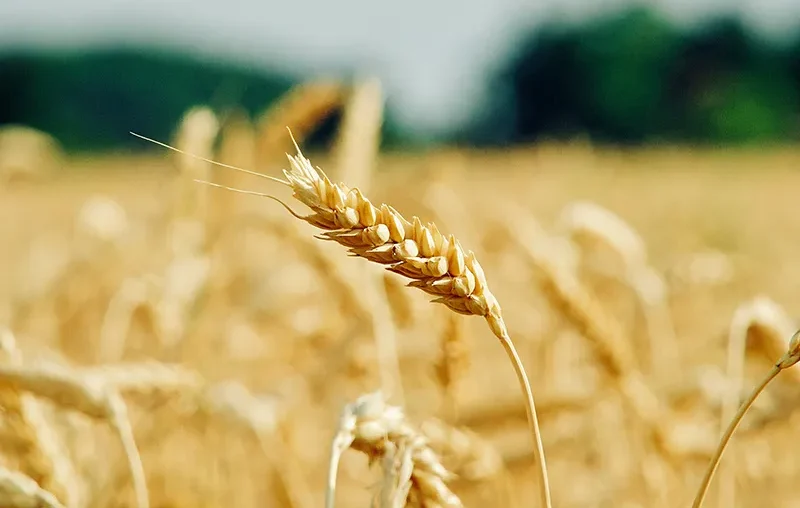 Wheat harvesting is the process of gathering mature wheat crops when grain moisture drops to 13-15%.
