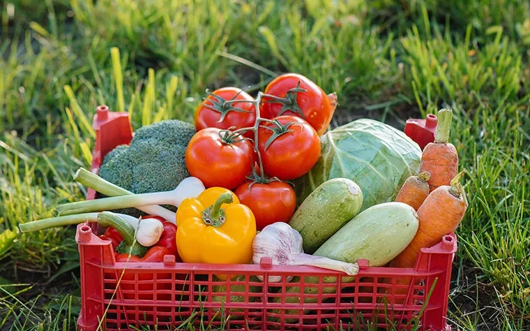 Grown with love, picked at their freshest, and made for your table. Taste the simple goodness of vegetables straight from our farm.