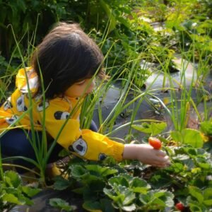 Laxmi Strawberry Farm