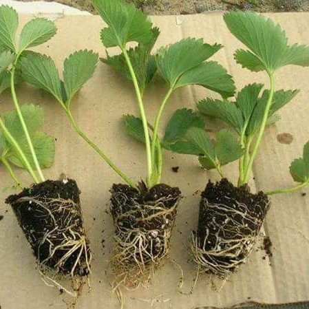 Laxmi Strawberry Farm