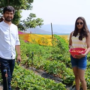 Strawberry Picking