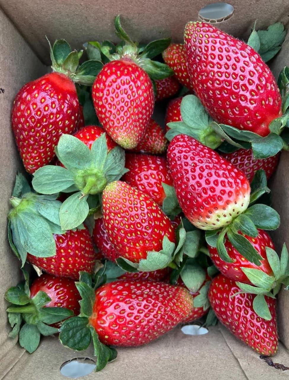 1 kg Strawberry Box