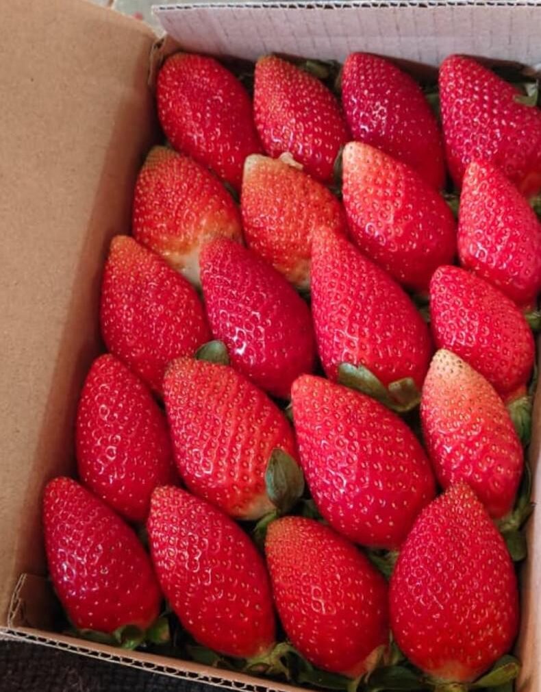 Strawberry Box 500gram