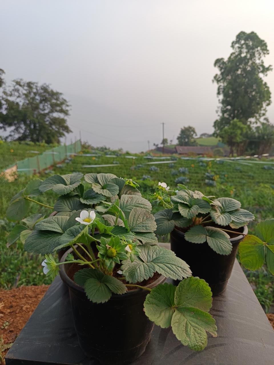 Laxmi Strawberry Farm