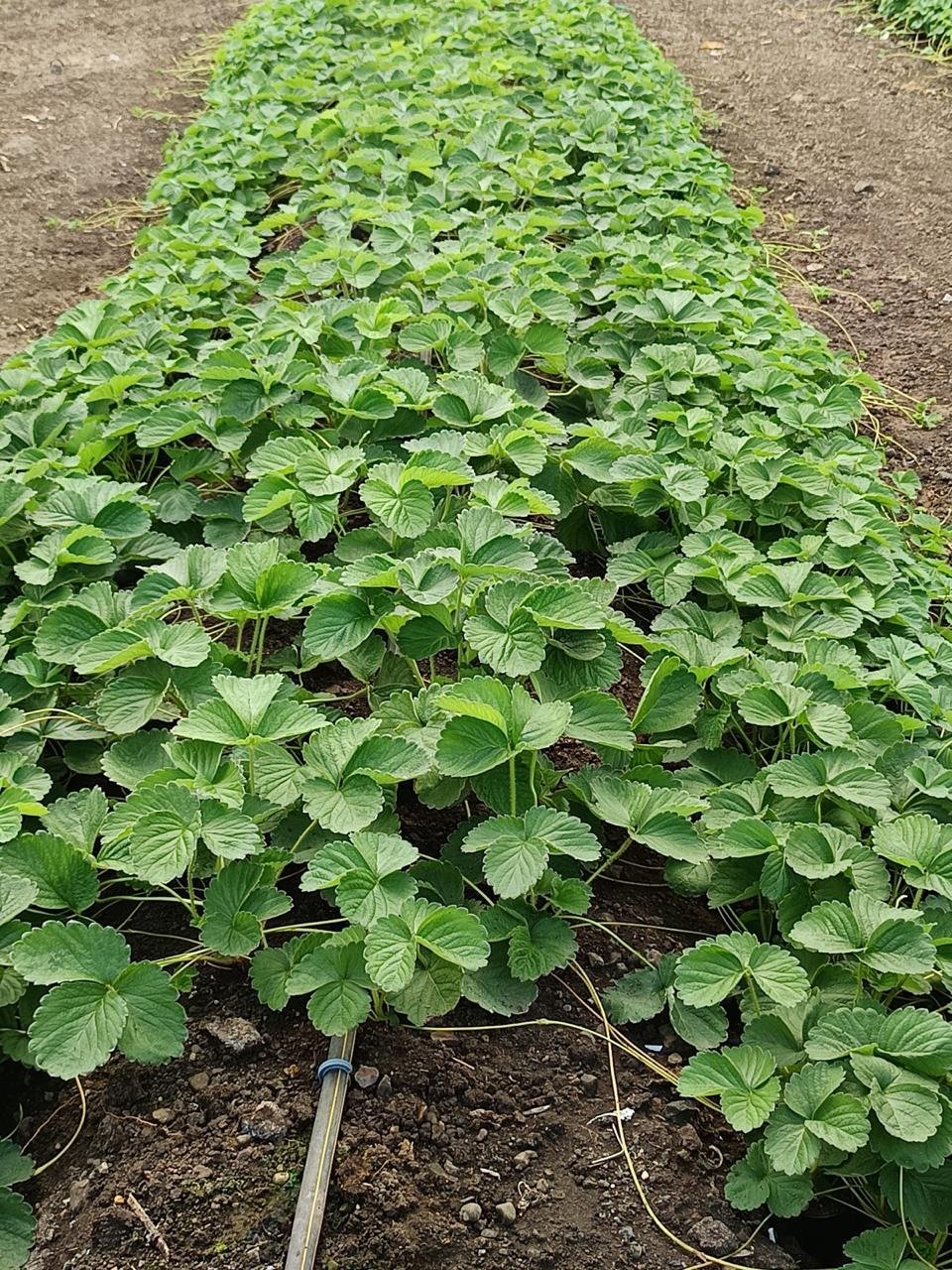 Laxmi Strawberry Farm