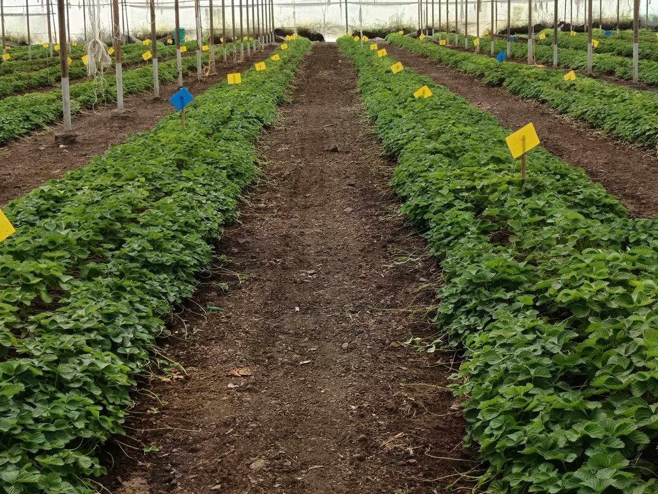 Laxmi Strawberry Farm