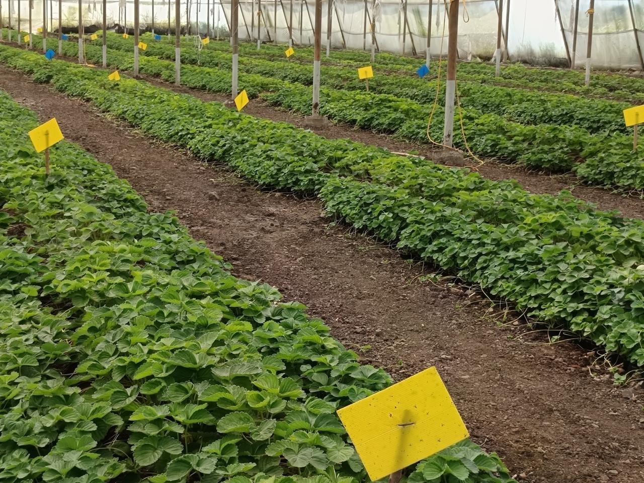 Laxmi Strawberry Farm