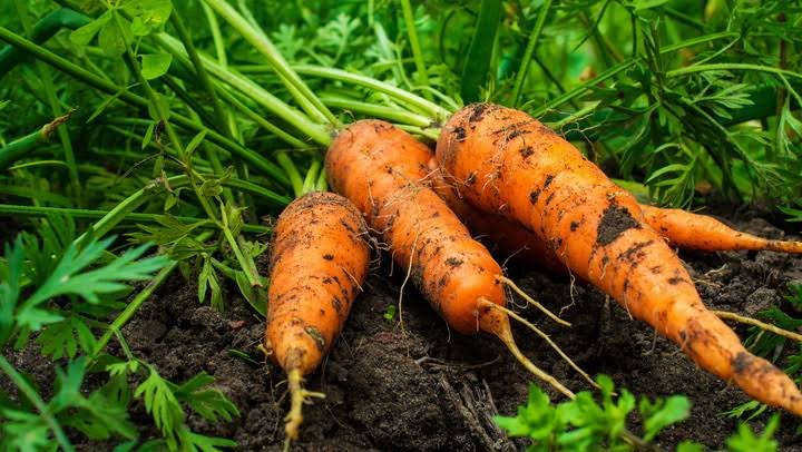 Fresh farm produce