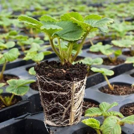 Laxmi Strawberry Farm