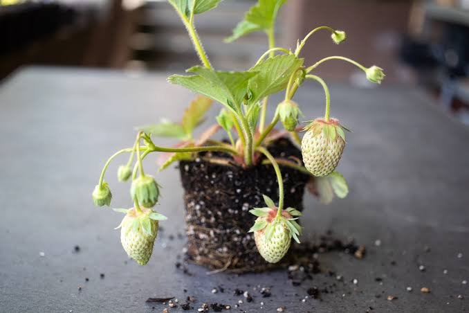 Strawberry plants at Laxmi Strawberry Farm