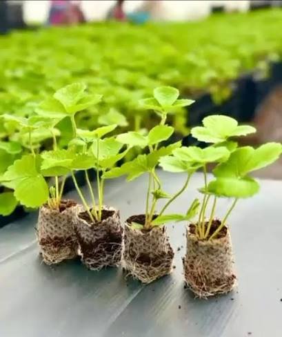 Laxmi Strawberry Farm