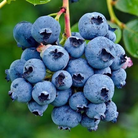 Fresh Blueberries