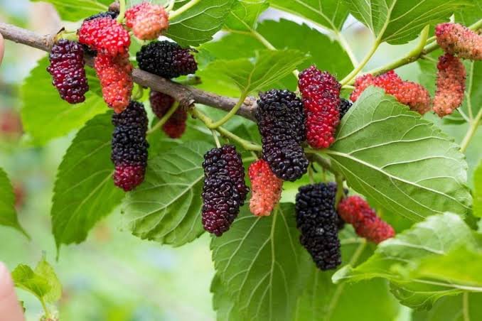 Fresh Mulberries