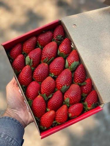 500 gram Strawberry