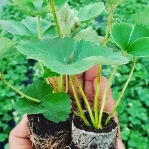 Strawberry Crop