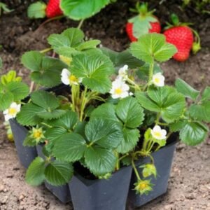 Strawberry Plant