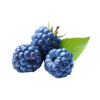 Blueberry