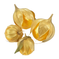 Cape Gooseberry