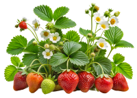 Strawberry Plants