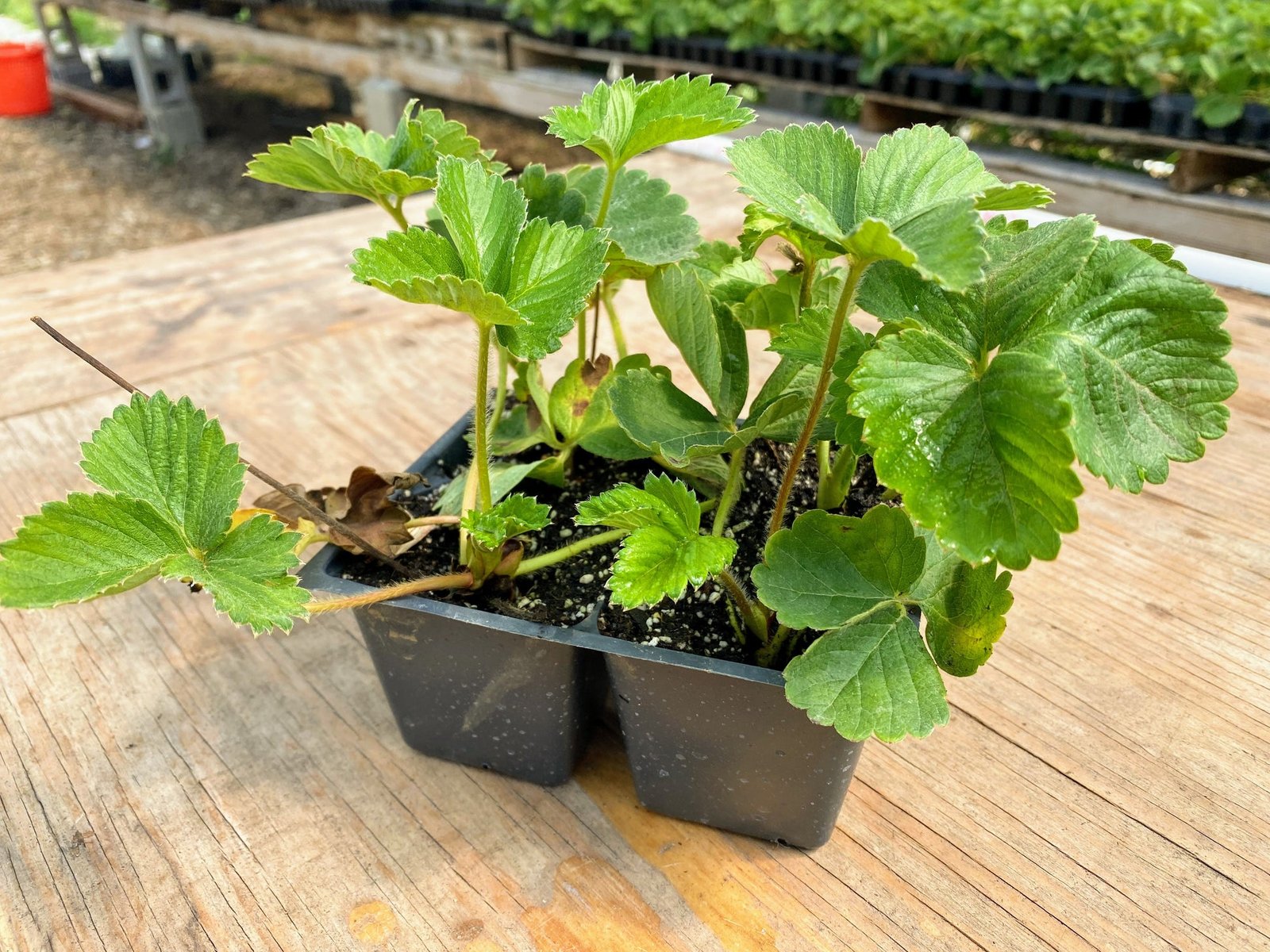“Discover how fresh strawberries are grown in the beautiful climate of Mahabaleshwar. From planting and caring for the plants to harvesting juicy, delicious berries, learn about the journey of strawberries from our farm to your table.”